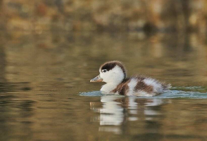 Пансион Bunica Maria   Guesthouse For Birders
