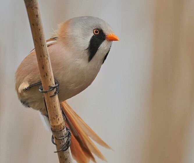 Пансион Bunica Maria   Guesthouse For Birders