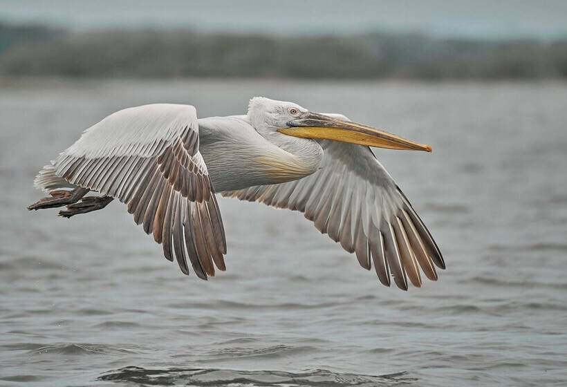 Пансион Bunica Maria   Guesthouse For Birders