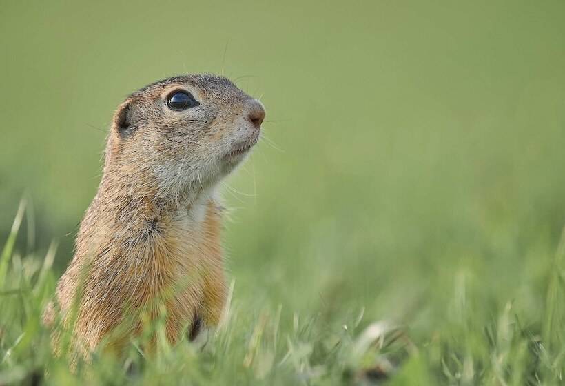 Пансион Bunica Maria   Guesthouse For Birders