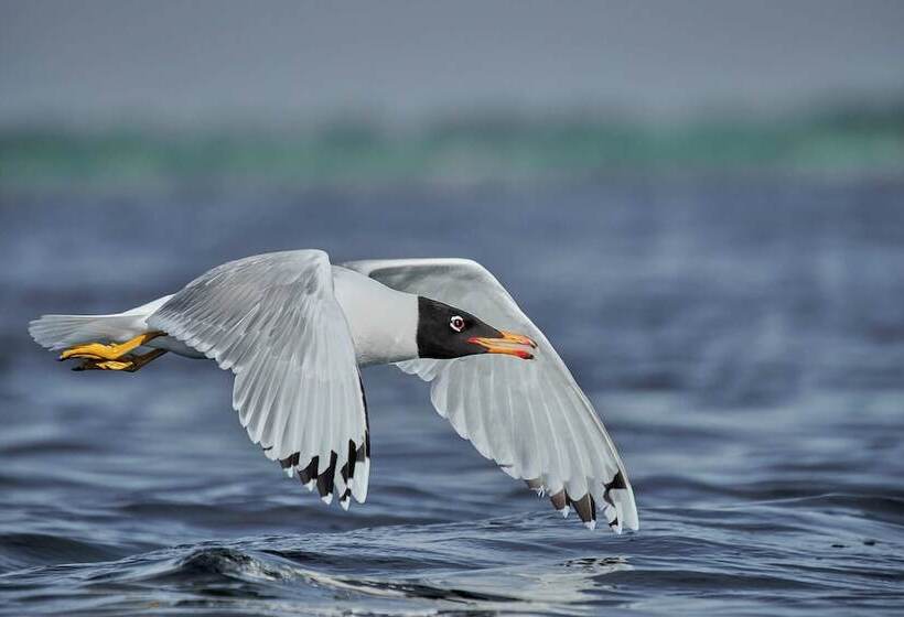 Пансион Bunica Maria   Guesthouse For Birders