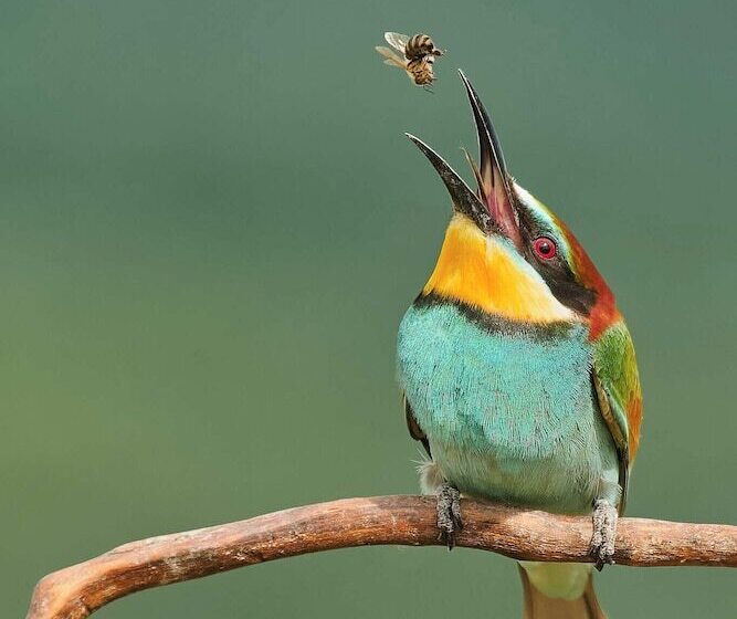 Пансион Bunica Maria   Guesthouse For Birders