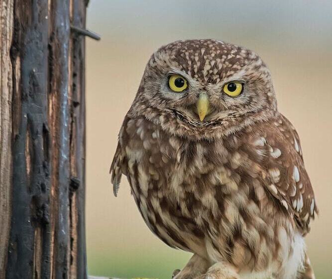 Пансион Bunica Maria   Guesthouse For Birders