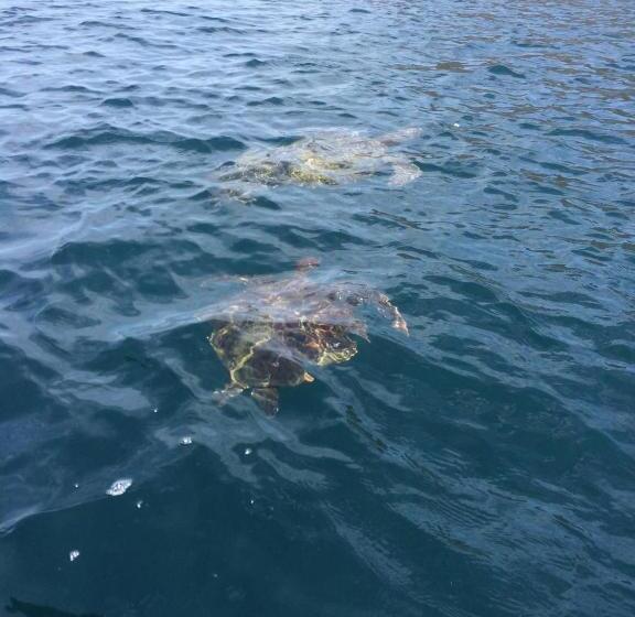 ベッドアンドブレックファースト Hosteria Guachapeli