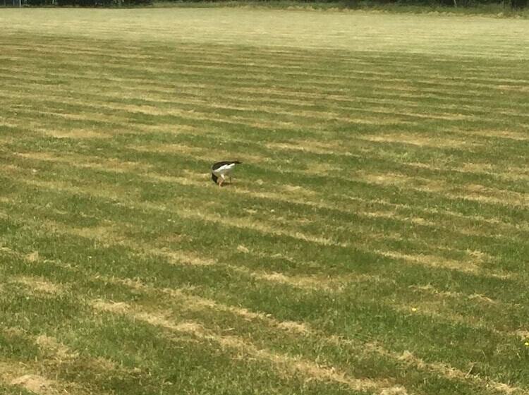 צימר åsa Jutegård