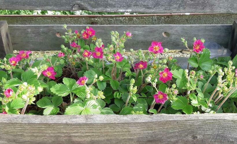 Björkängs Vandrarhem