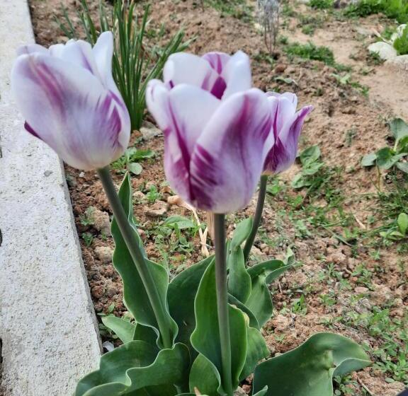 בית מלון כפרי Pensiunea Maria Elena