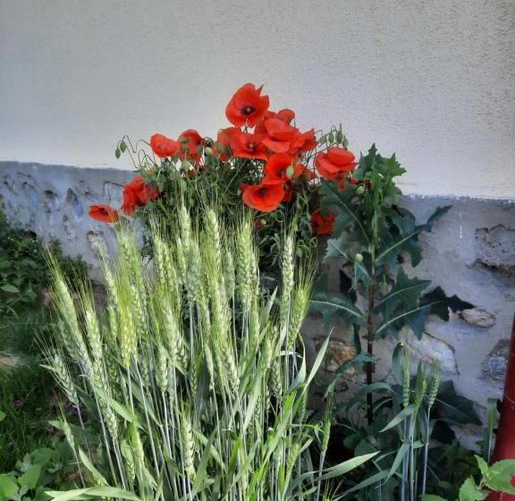 בית מלון כפרי Pensiunea Maria Elena