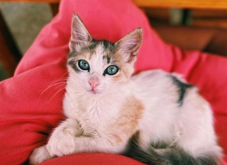 Общежитие Hermanos Perdidos Surf