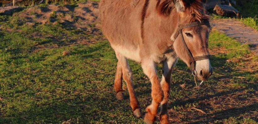 פנסיון Fisherman's House