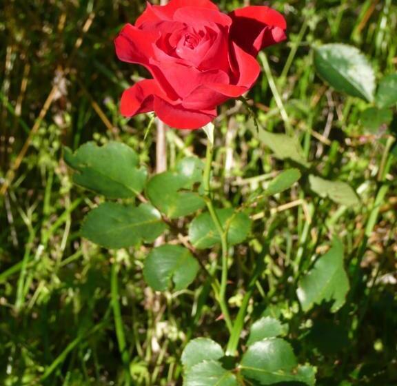 פנסיון Swedish Idyll