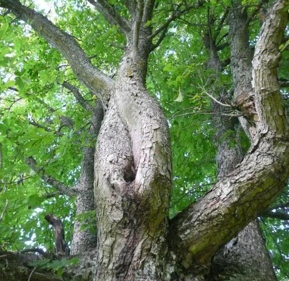 פנסיון Swedish Idyll