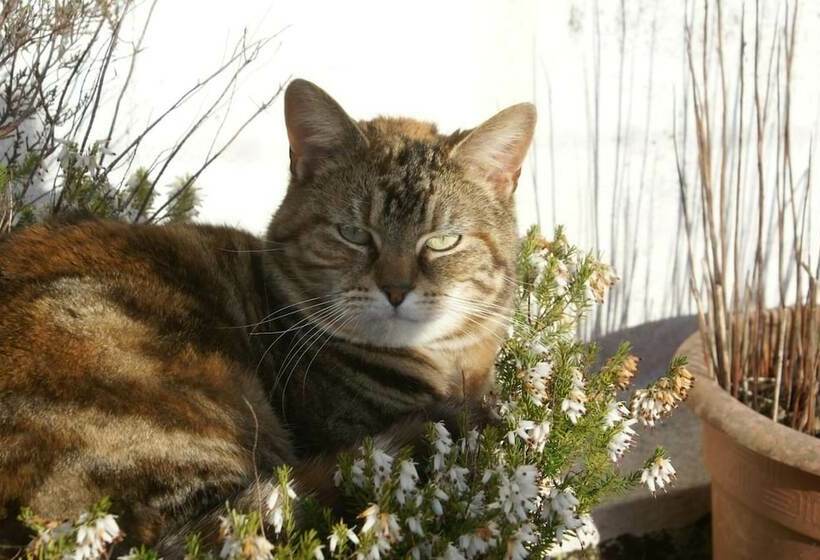 Inviting 2 Bed Cottage In Newcastle Emlyn