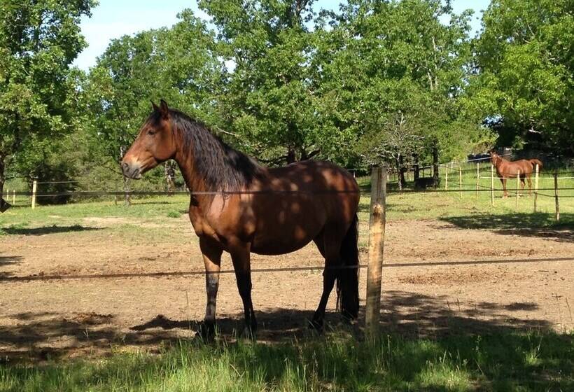 פנסיון Chambres & Table D Hôtes La Vayssade