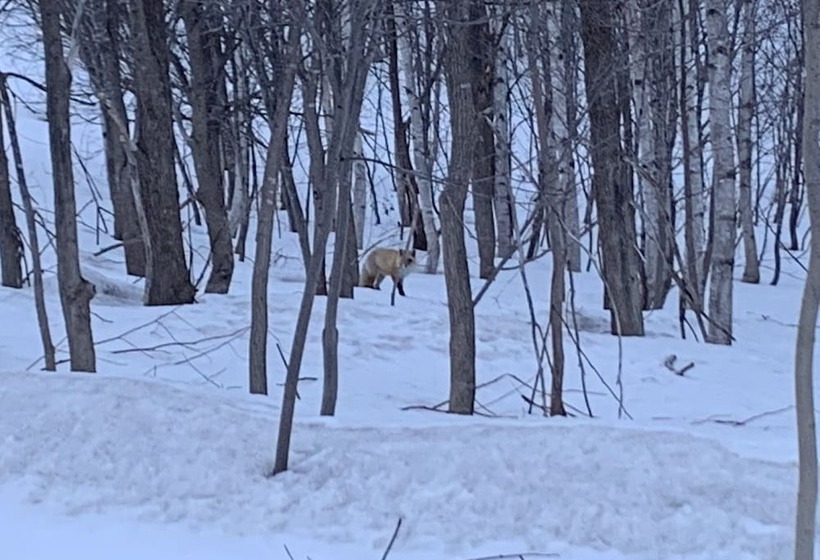 Niseko Highland Cottages