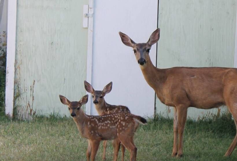 The Pioneer Craftsman House   Closest To Osf