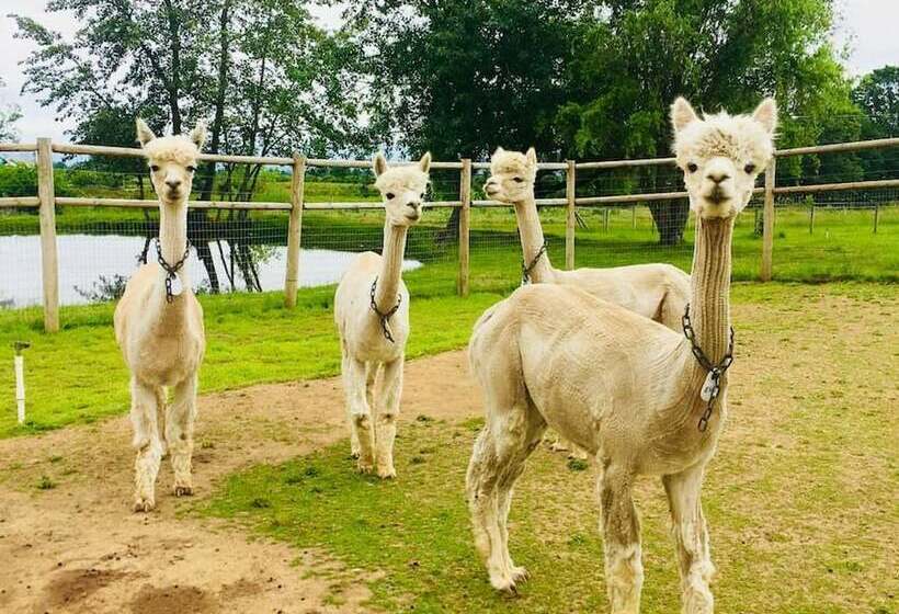 Wine Suite At Rellik House. Winery & Alpaca Farm