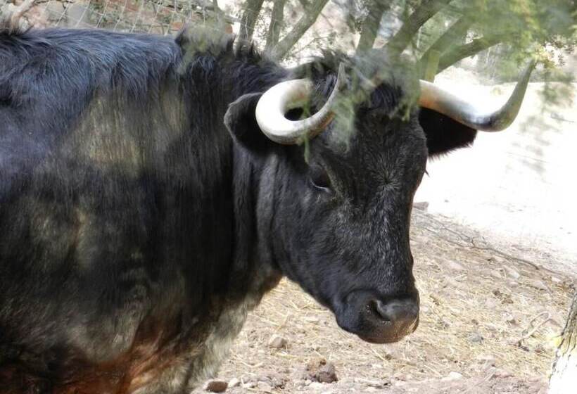 Общежитие Casa Fausto