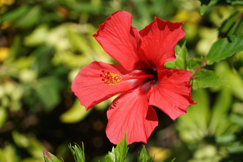 Отель Résidence Arinella