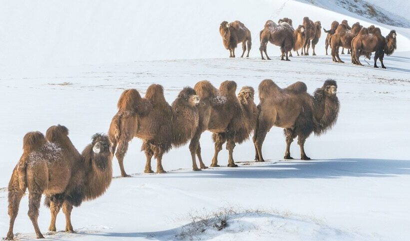 Mongolian Vision Tours   Hostel