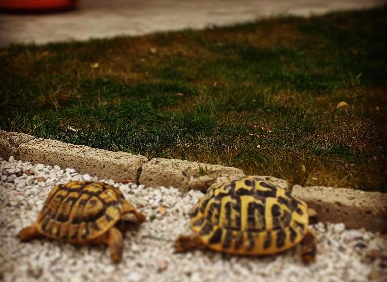 بنسيون Alice S Room By Casolare Isabella