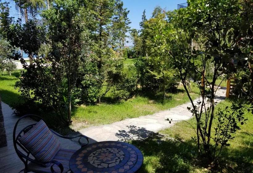 Dreamland Oasis 7 Chakvi