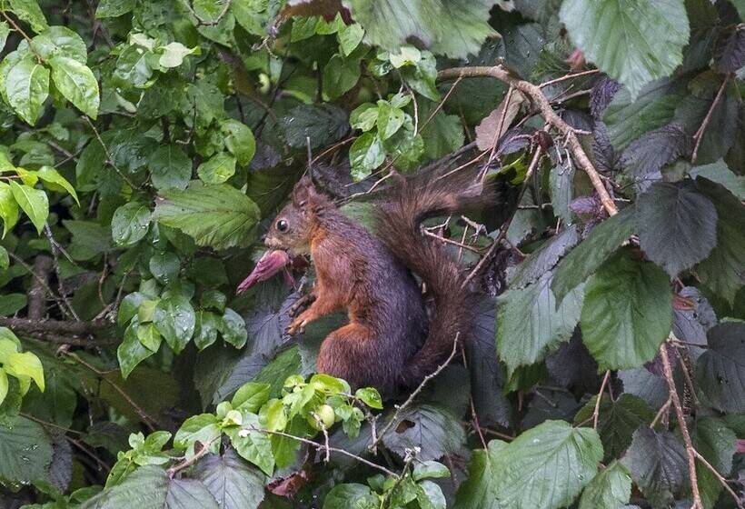 ホテル Garni Seerösl Am Wörthersee , Kärnten