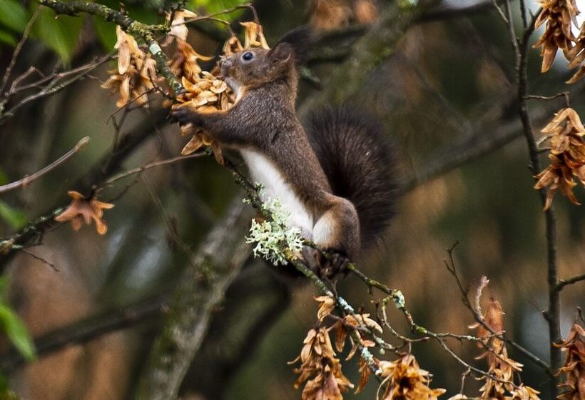 هتل Garni Seerösl Am Wörthersee , Kärnten