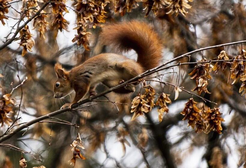 ホテル Garni Seerösl Am Wörthersee , Kärnten