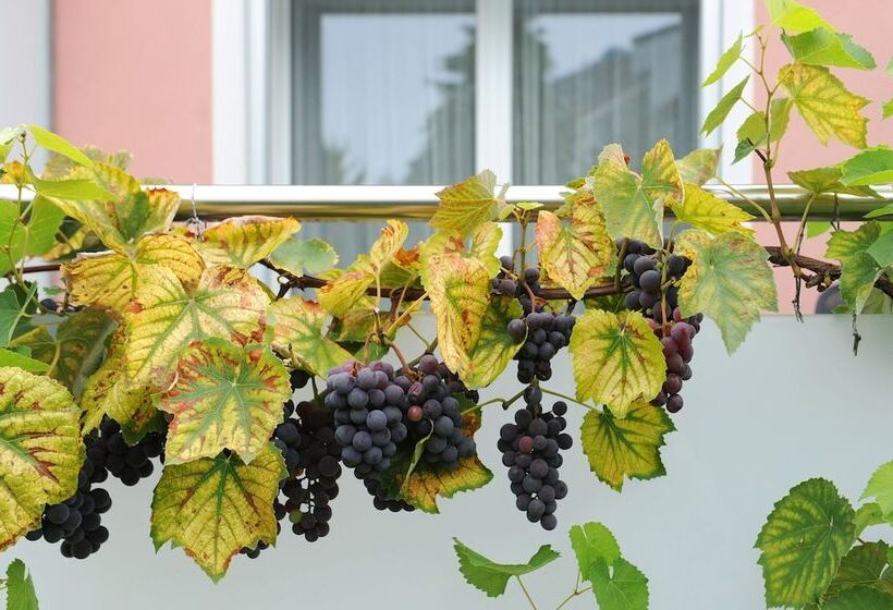 בית מלון כפרי Derby Interlaken   Action & Relax Hub