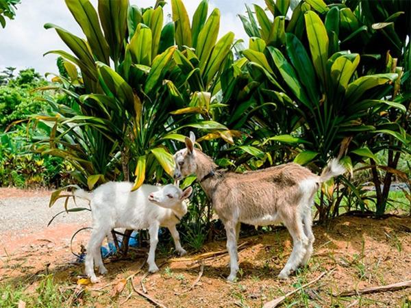 酒店 Okinawa Kariyushi Beach Resort Ocean Spa