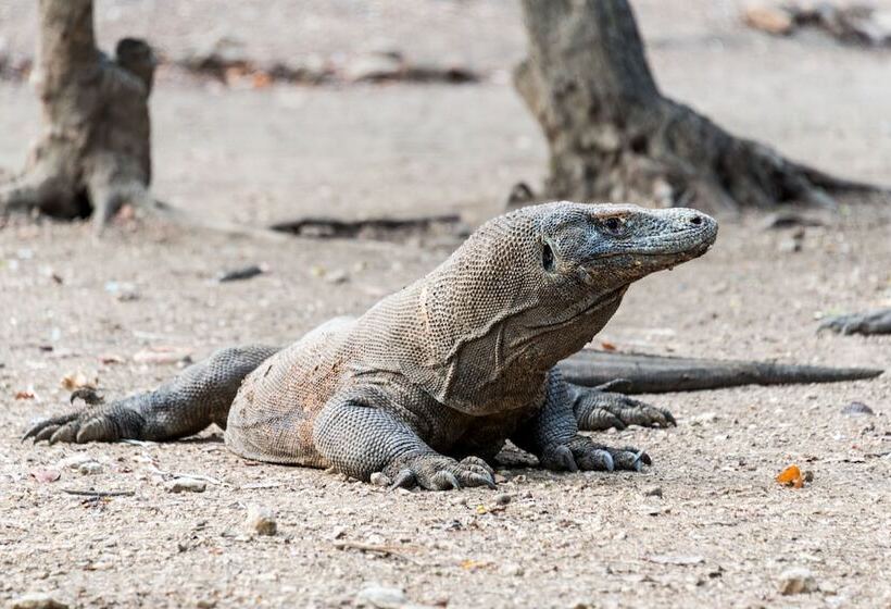 فندق Ayana Komodo Waecicu Beach