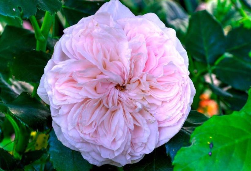 בית מלון כפרי Kerry Lodge