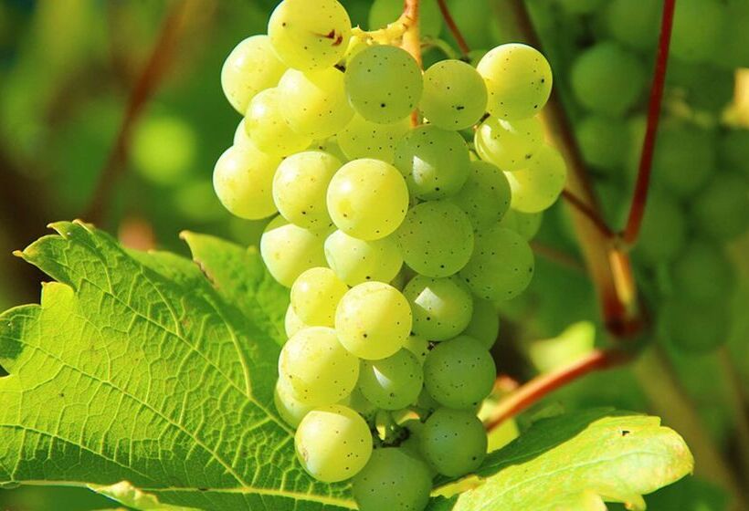 Best Western Hotel Halle Merseburg