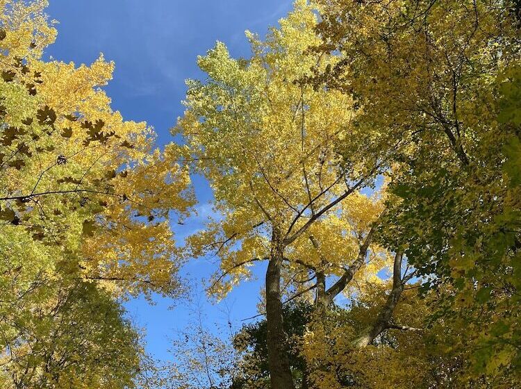 펜션 Gästehaus Am Kurpark