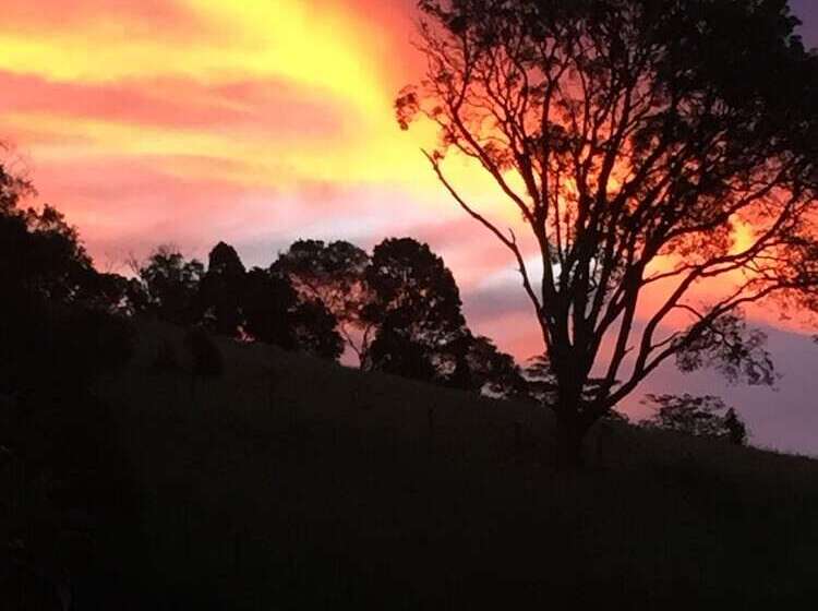 Fig Tree Retro Studio