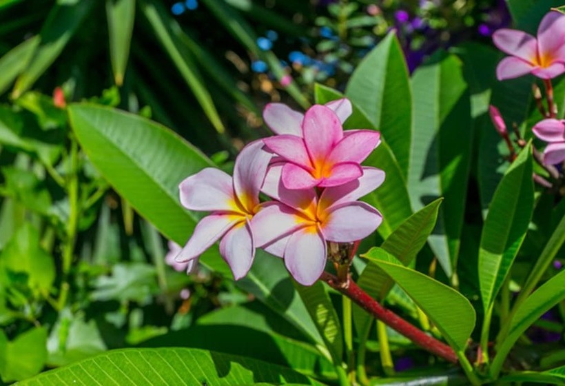 Fig Tree Retro Studio