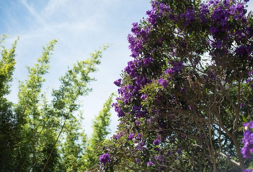 Fig Tree Retro Studio