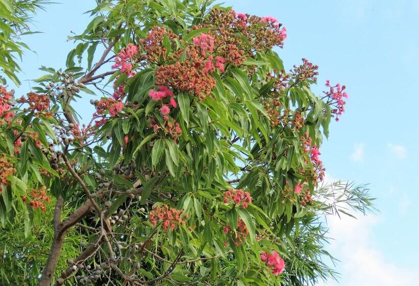 Fig Tree Retro Studio