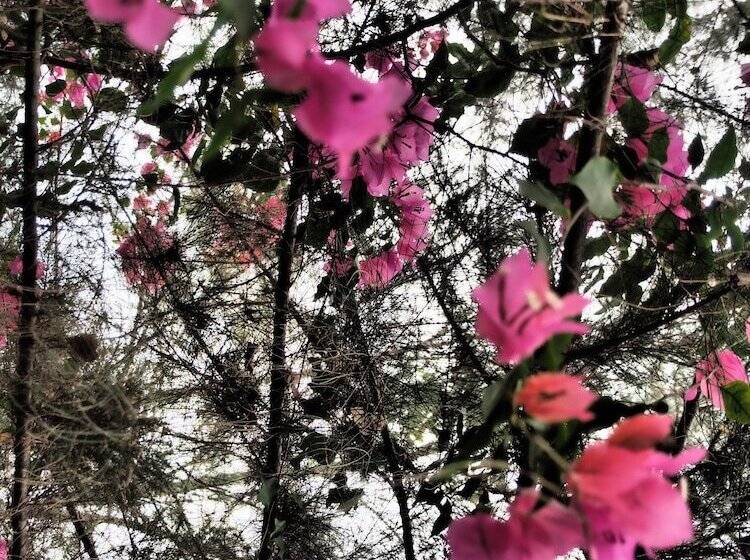 Hotel The Palm Trees Resort