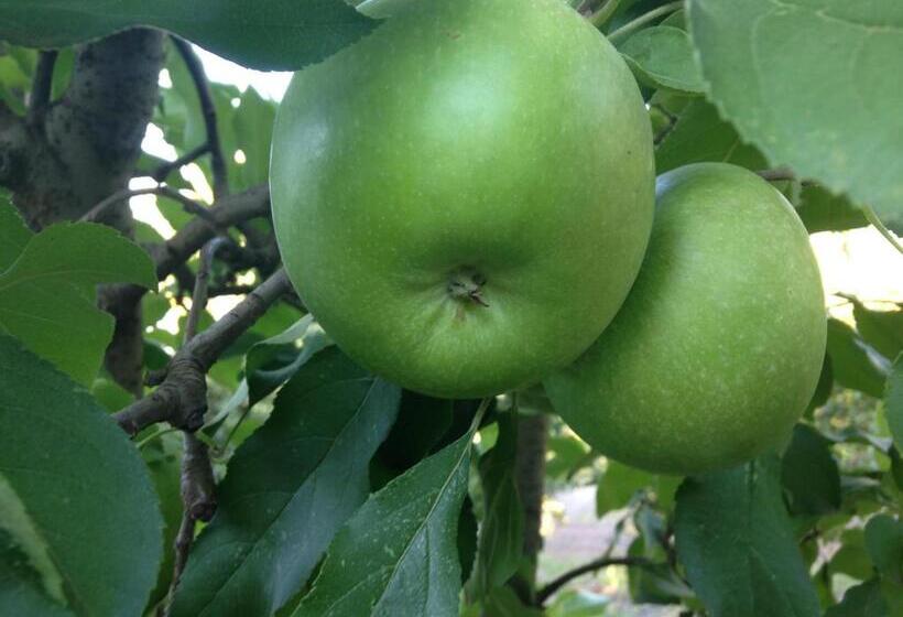 پانسیون Farview Guest Accommodation