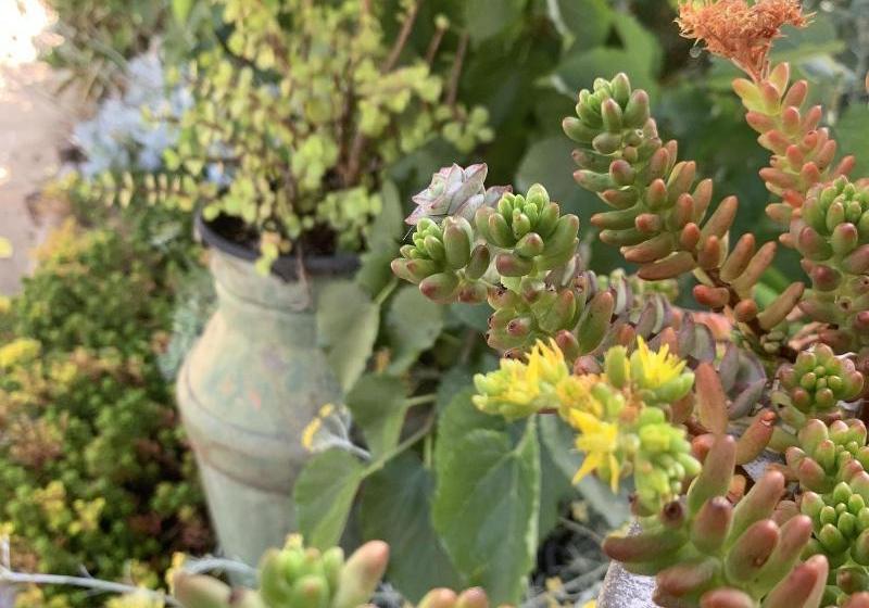 פנסיון Sweet Dreams Retreat At Lara