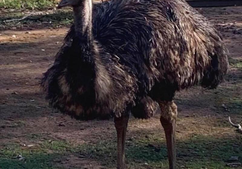 פנסיון Sweet Dreams Retreat At Lara