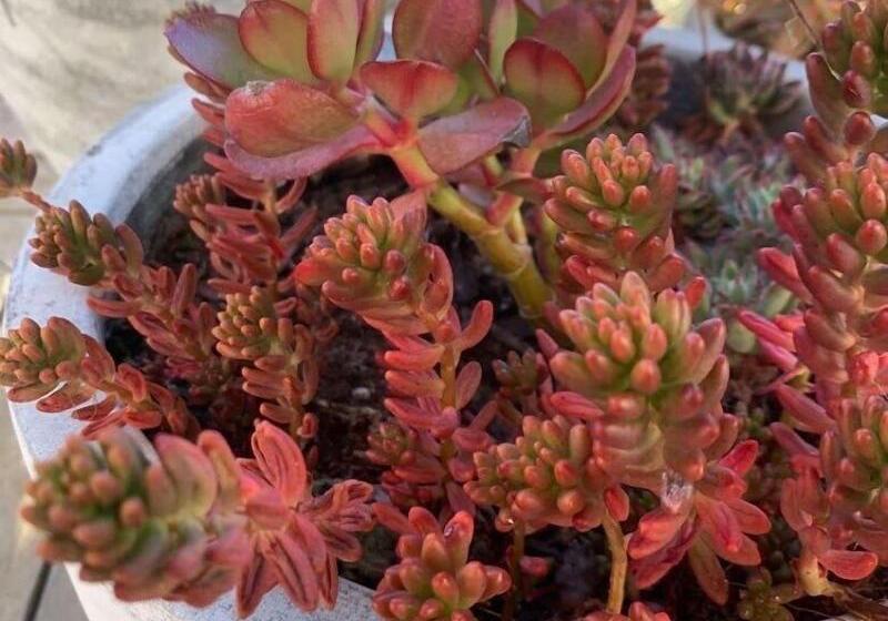 פנסיון Sweet Dreams Retreat At Lara