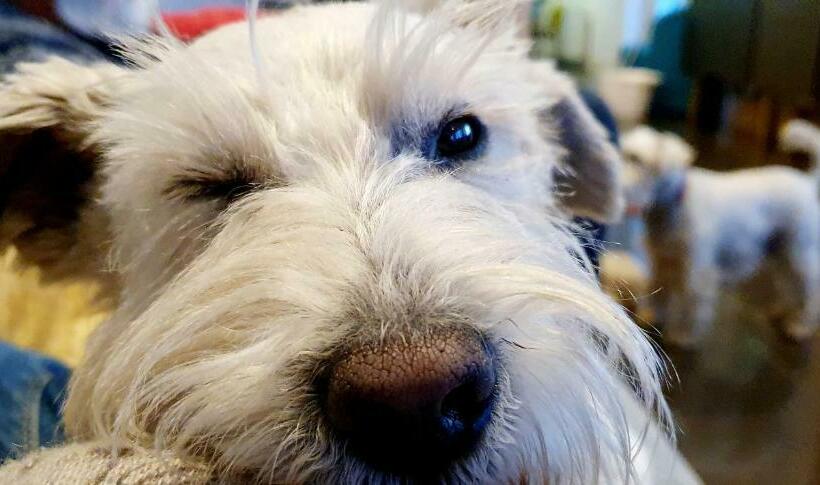 Bed and Breakfast The Orange Fox Lux Room And Hot Tub At The Grumpy Schnauzer Guest House