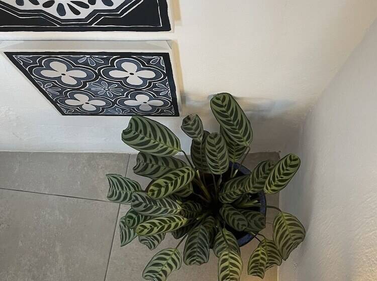 פנסיון Olive & Ivy Guest House