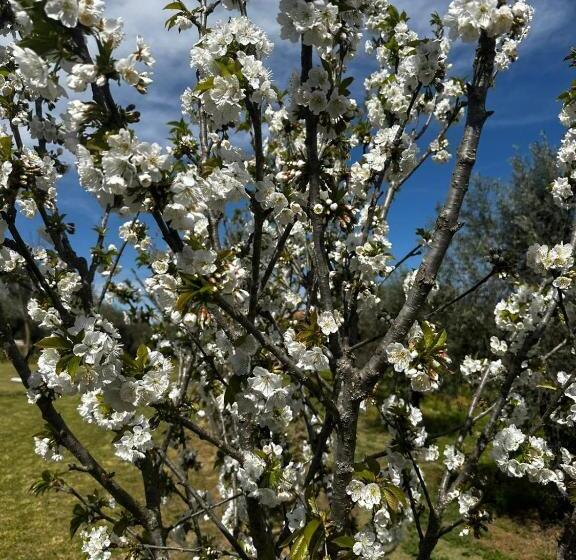 ホテル Quinta Das Oliveiras Turismo Rural