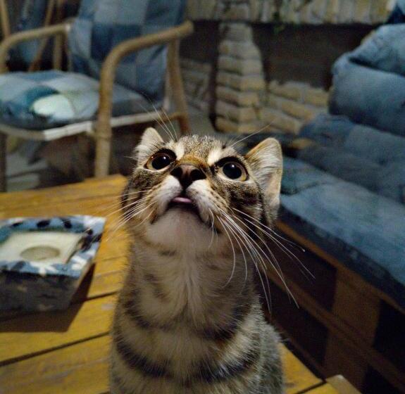 پانسیون Centar