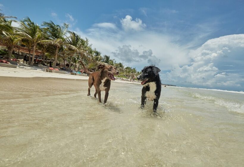 فندق Selina Tulum