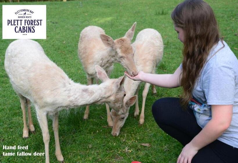 ユースホステル Plett Forest Cabins